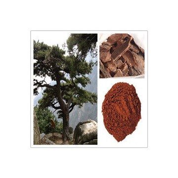 松树皮提取物
