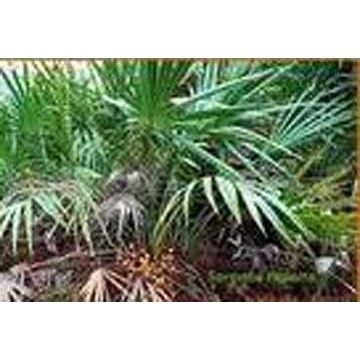 锯叶棕提取物，脂肪酸25%