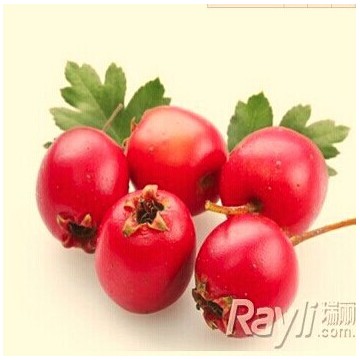 山楂提取物