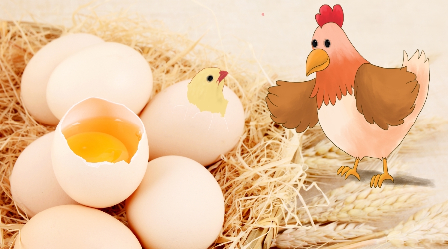 蛋鸡养殖走向规模化 自动化设备赋能鲜蛋加工提质增效