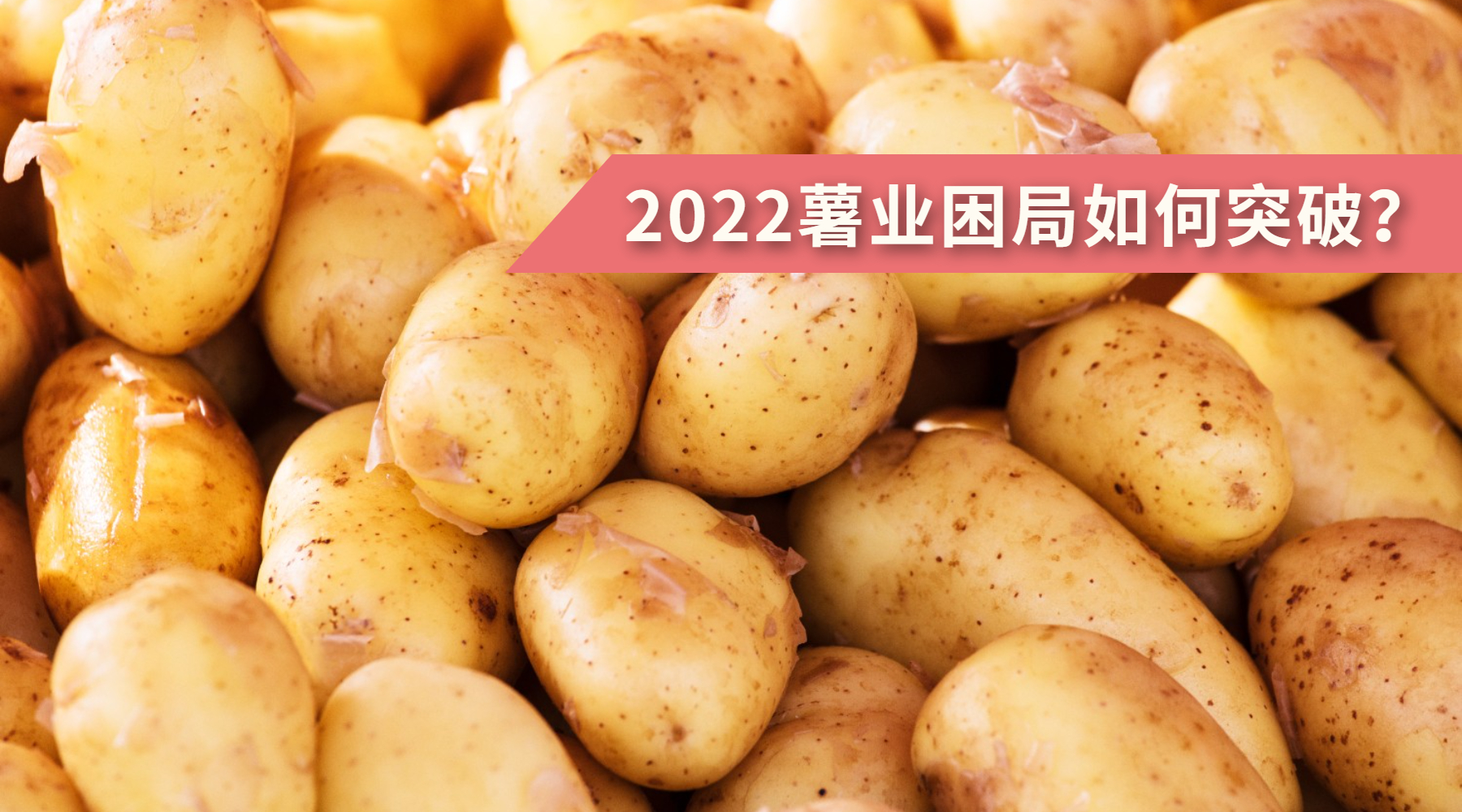 2022薯业困局如何突破？