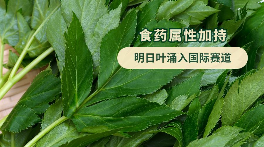 食药属性加持，明日叶涌入国际赛道