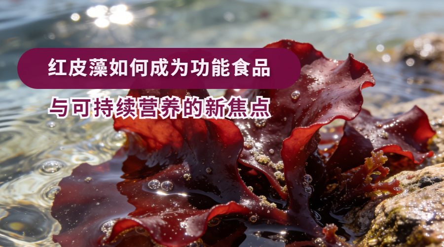 解码&ldquo;海洋红宝石&rdquo;，红皮藻如何成为功能食品与可持续营养的新焦点