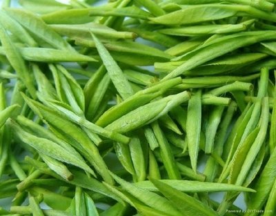 綠茶提取物