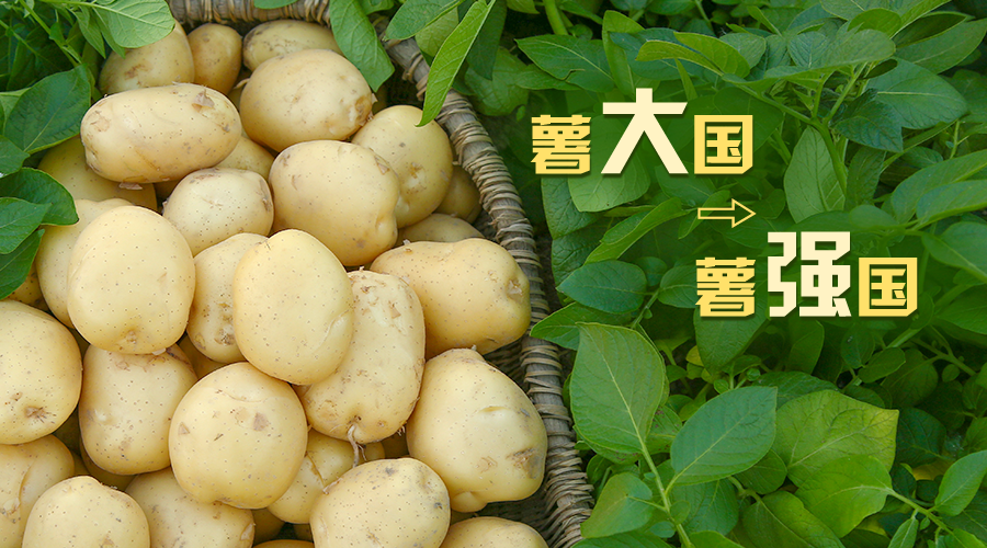 馬鈴薯