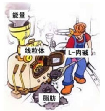 左旋肉堿