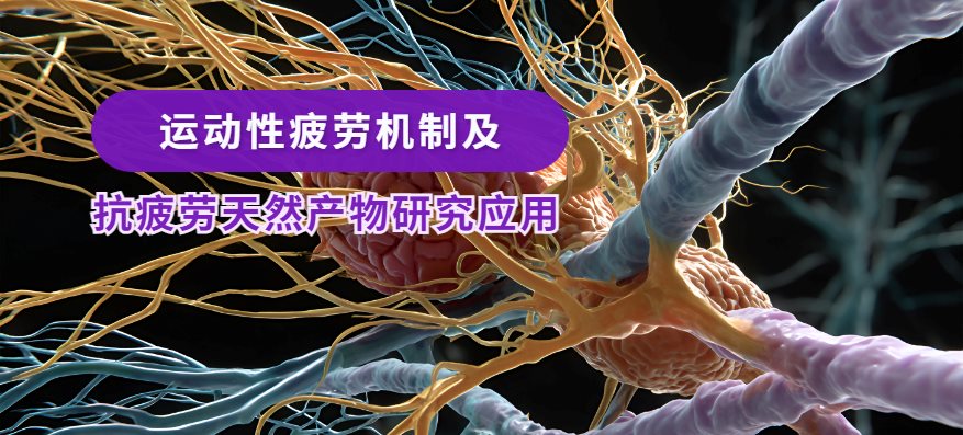 运动性疲劳机制及抗疲劳天然产物研究应用