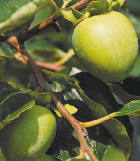 日本专利除臭柿子提取物