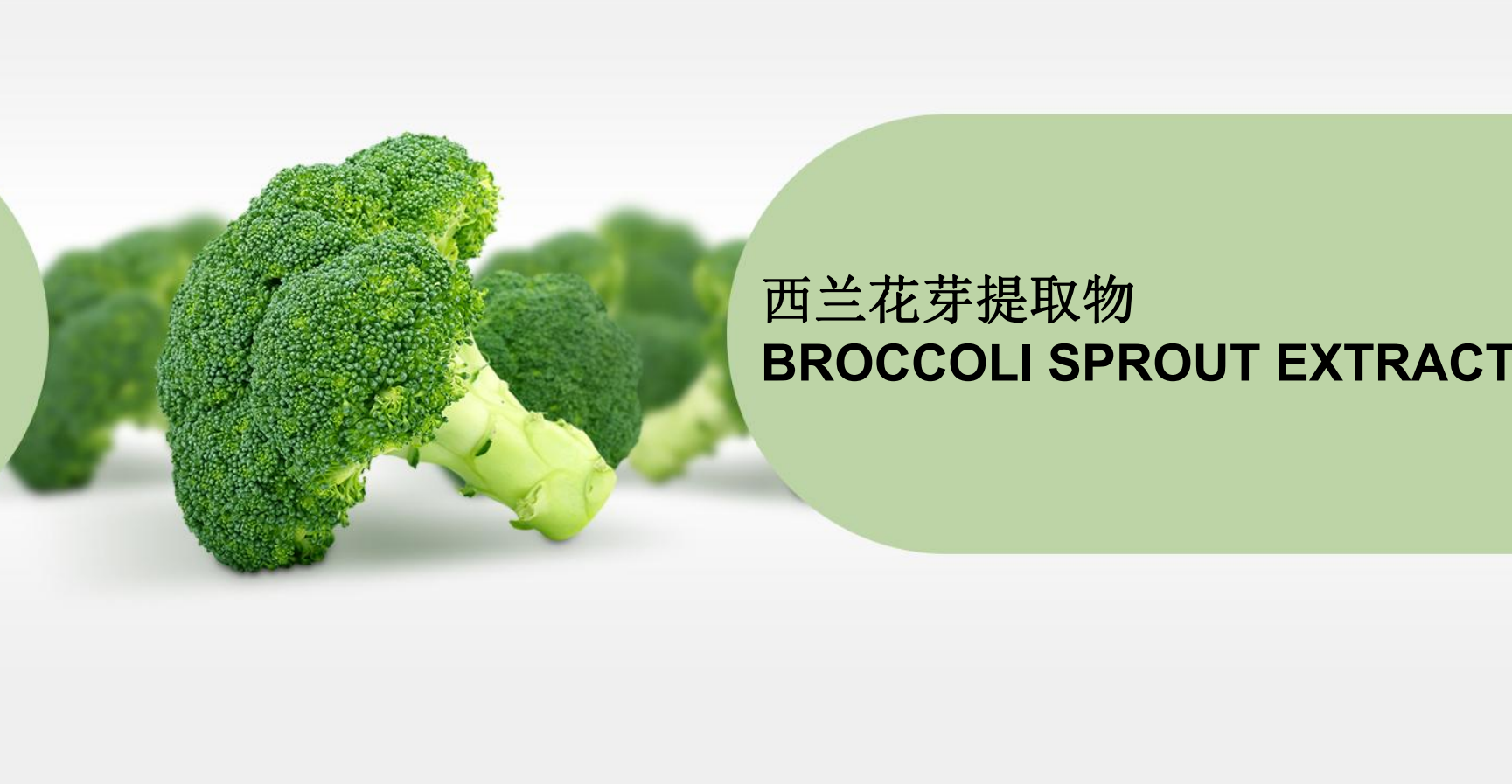 西兰花浓缩粉
