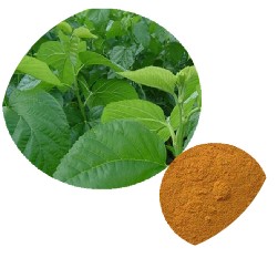 桑叶浓缩粉