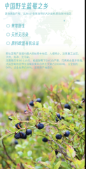 天然有机野生蓝莓提取物 花青素 花色苷 果汁粉 GMP大厂