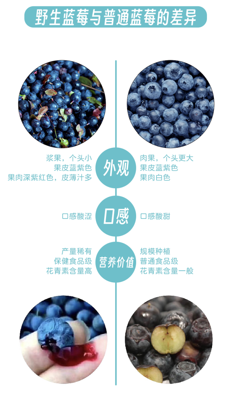 天然有机野生蓝莓提取物 花青素 花色苷 果汁粉 GMP大厂