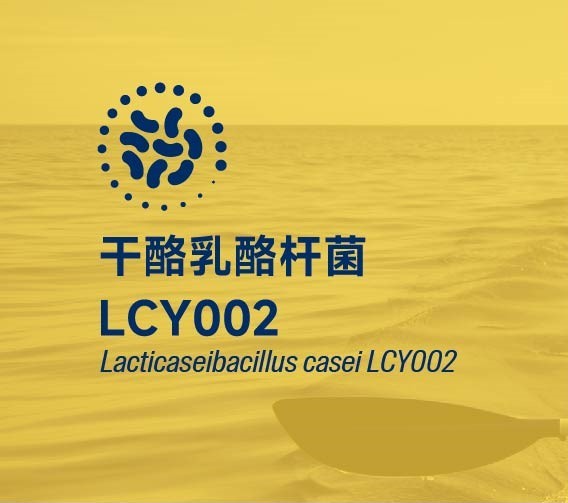 干酪乳酪杆菌LCY002