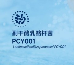 副干酪乳酪杆菌 PCY001