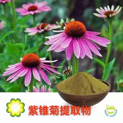 紫锥菊提取物