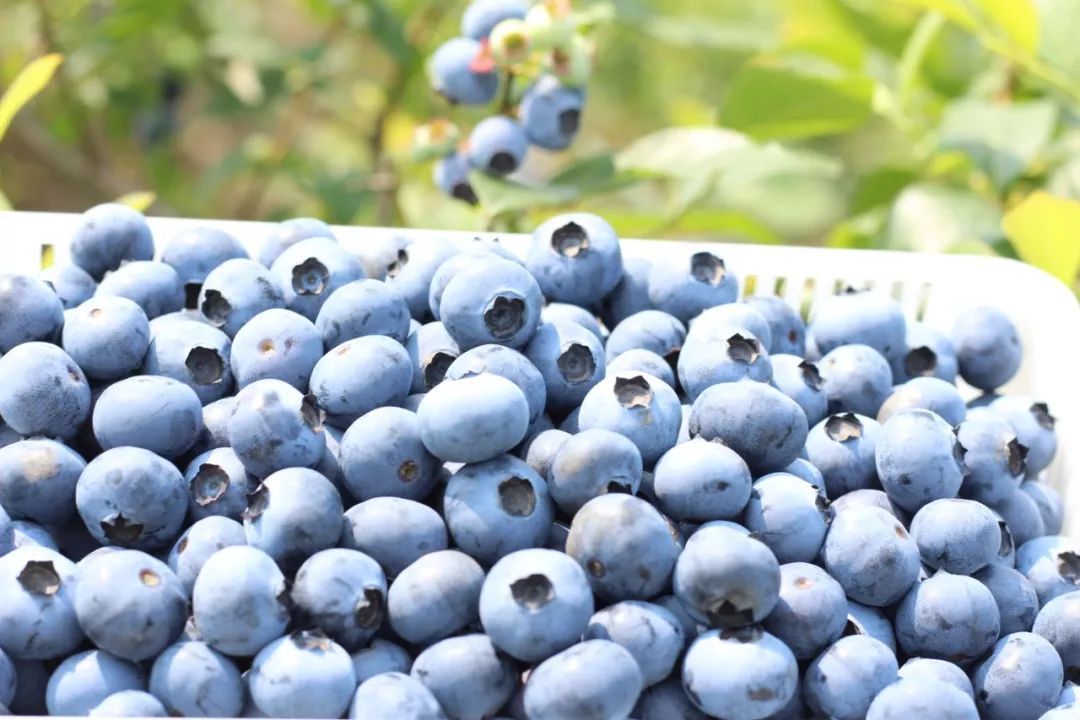 蓝莓花青素40%