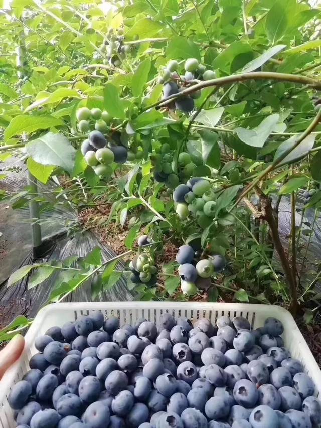 蓝莓花青素25%