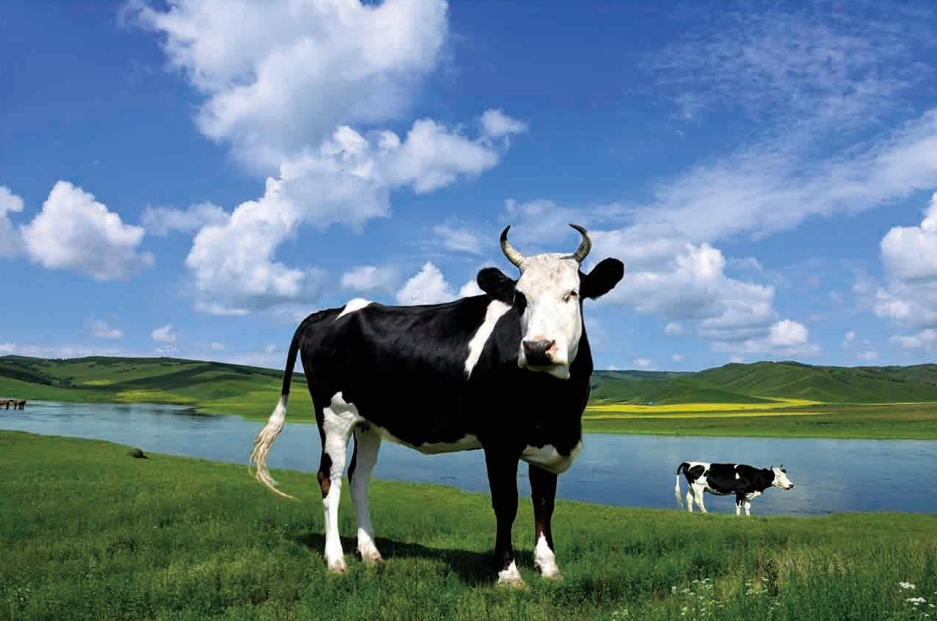 低聚木糖(饲料级)