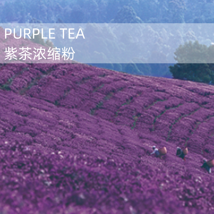 进口赤道高原含特殊成分GHG专利紫茶浓缩粉