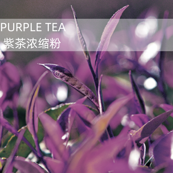 进口赤道高原含特殊成分GHG专利紫茶浓缩粉