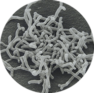 森永益生菌BB536