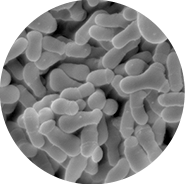 森永益生菌M-16V