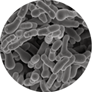 森永益生菌M-63 type-C