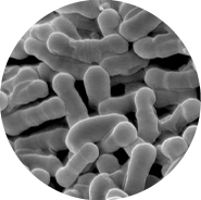 森永益生菌B-3-EX