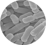 森永益生菌MCC1274