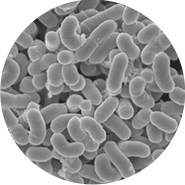 LAC-Shield（副干酪乳酪杆菌MCC1849）