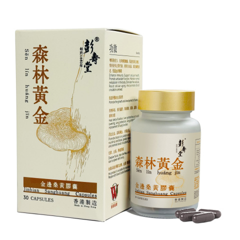 金边桑黄胶囊