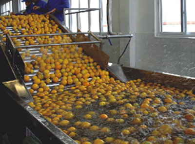 水果鼓泡清洗机