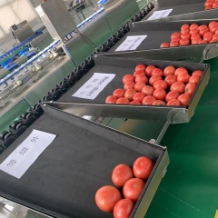 番茄AI智能分選機(jī)