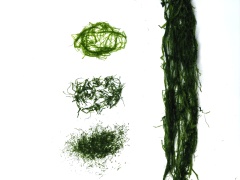 滸苔 Ulva Prolifera Seaweed Powder