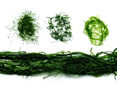 滸苔 Ulva Prolifera Seaweed Powder