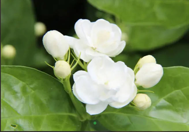 茉莉花
