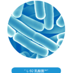 L-92乳酸菌粉