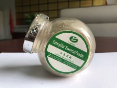 虫草菌精粉