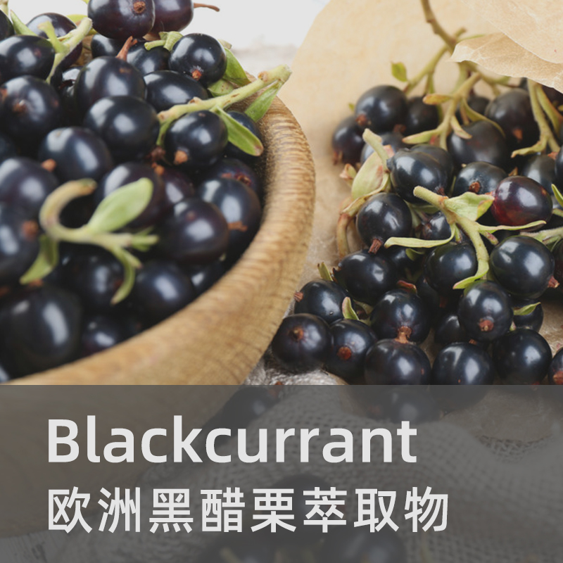 黑醋栗浓缩果粉