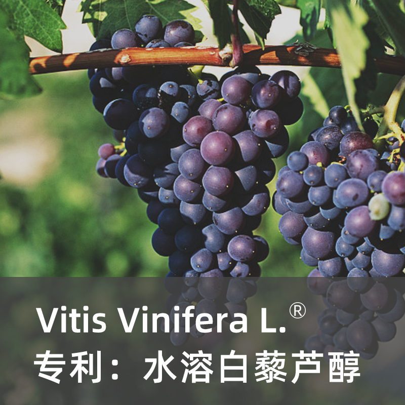 葡萄浸膏（专利水溶白藜芦醇）