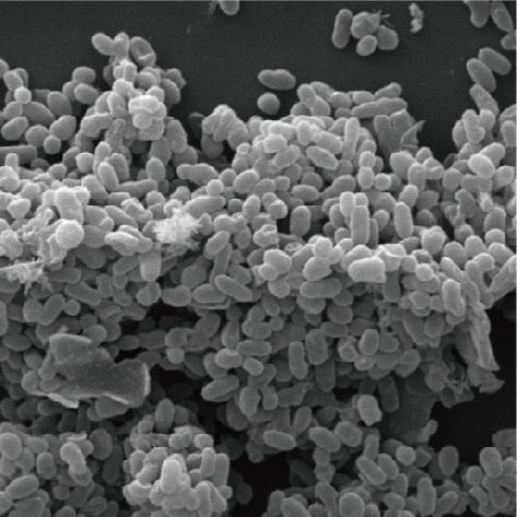 嗜黏蛋白阿克曼菌 AKKBG-001（灭活菌）