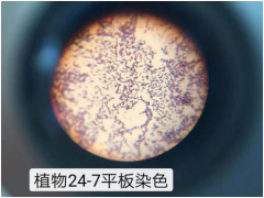 植物乳杆菌24-7