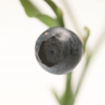 欧洲越橘提取物