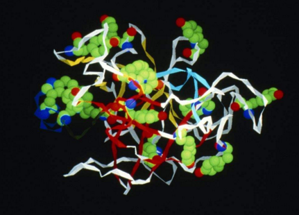 胰蛋白酶