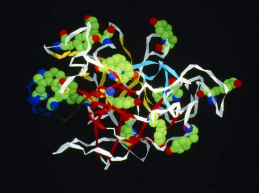 胰蛋白酶