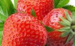 草莓多酚的提取流程