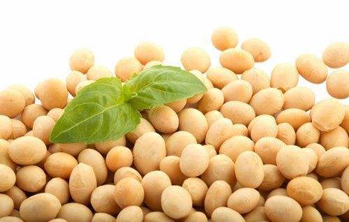大豆营养丰富，可弥补谷物在赖氨酸上的不足
