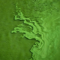 Provectus Algae expands microalgae facility, new food coloring on the horizon