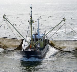 Fish consumption to double by 2050, according to new report