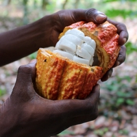 Valrhona and Swiss-Ghanian start-up Koa launch new cocoa fruit juice concentrate Oabika